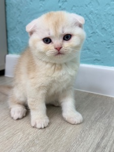 Котик шотландський