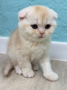 Котик шотландський