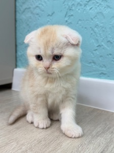 Котик шотландський