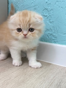 Котик шотландський