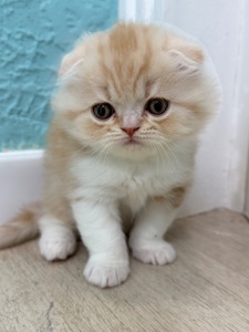Котик шотландський