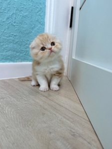 Котик шотландський