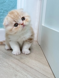 Котик шотландський