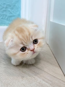 Котик шотландський