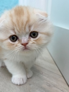 Котик шотландський