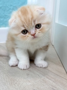 Котик шотландський