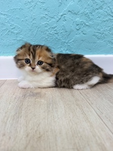 Кішечка шотландська