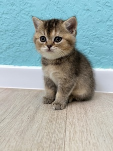 Кішечка шотландська прямовуха