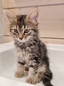 Котуся шукає родину