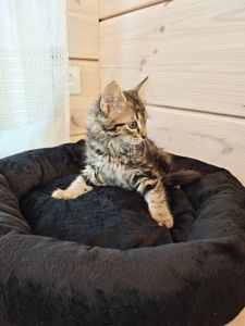 Котуся шукає родину