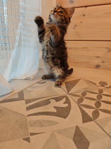 Котуся шукає родину