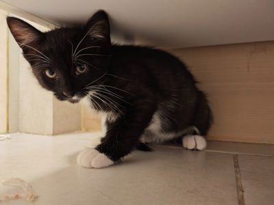 Котуся шукає родину