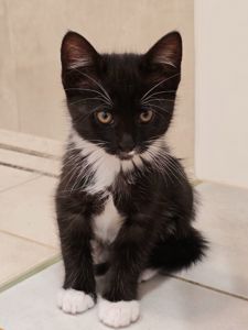 Котуся шукає родину