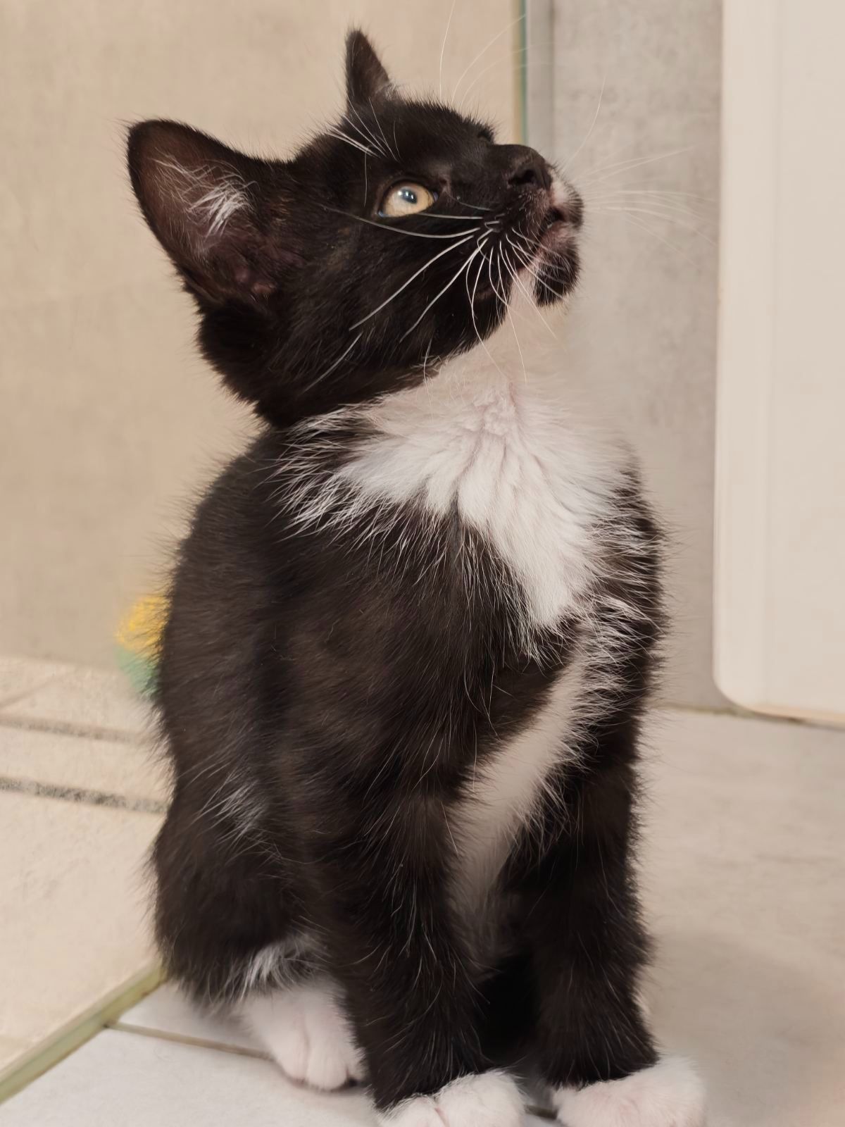 Котуся шукає родину