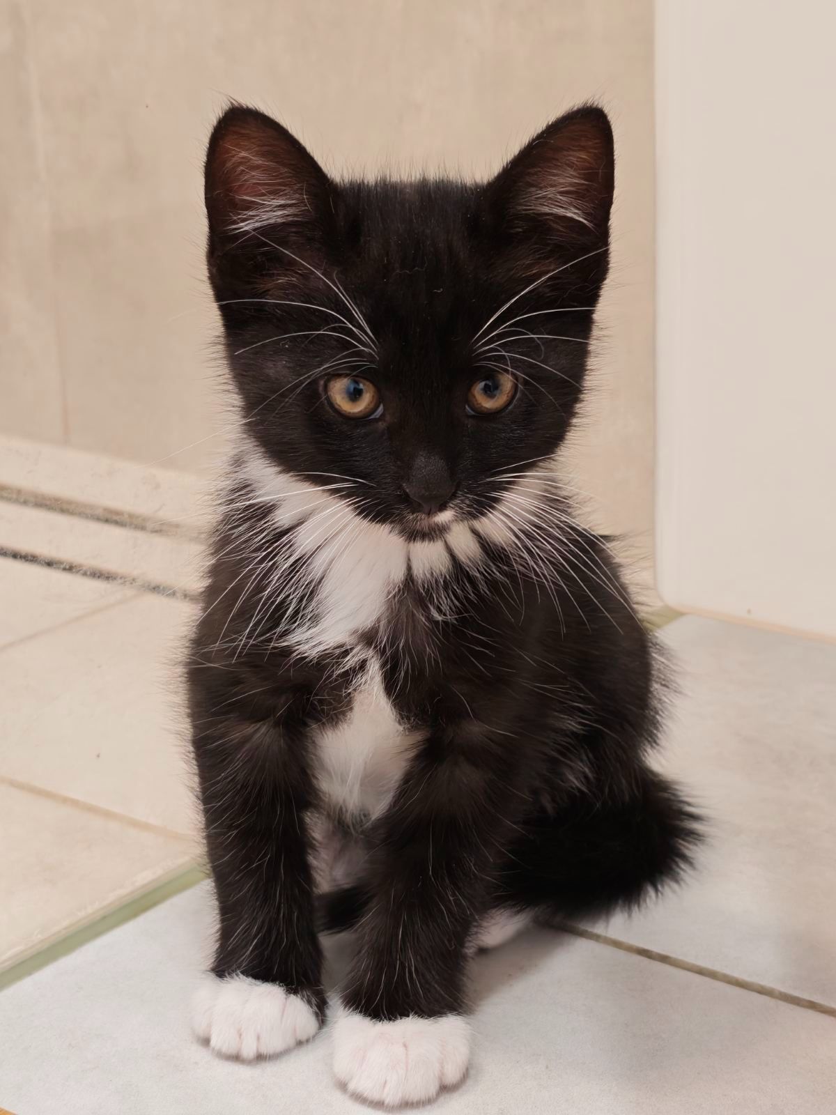 Котуся шукає родину