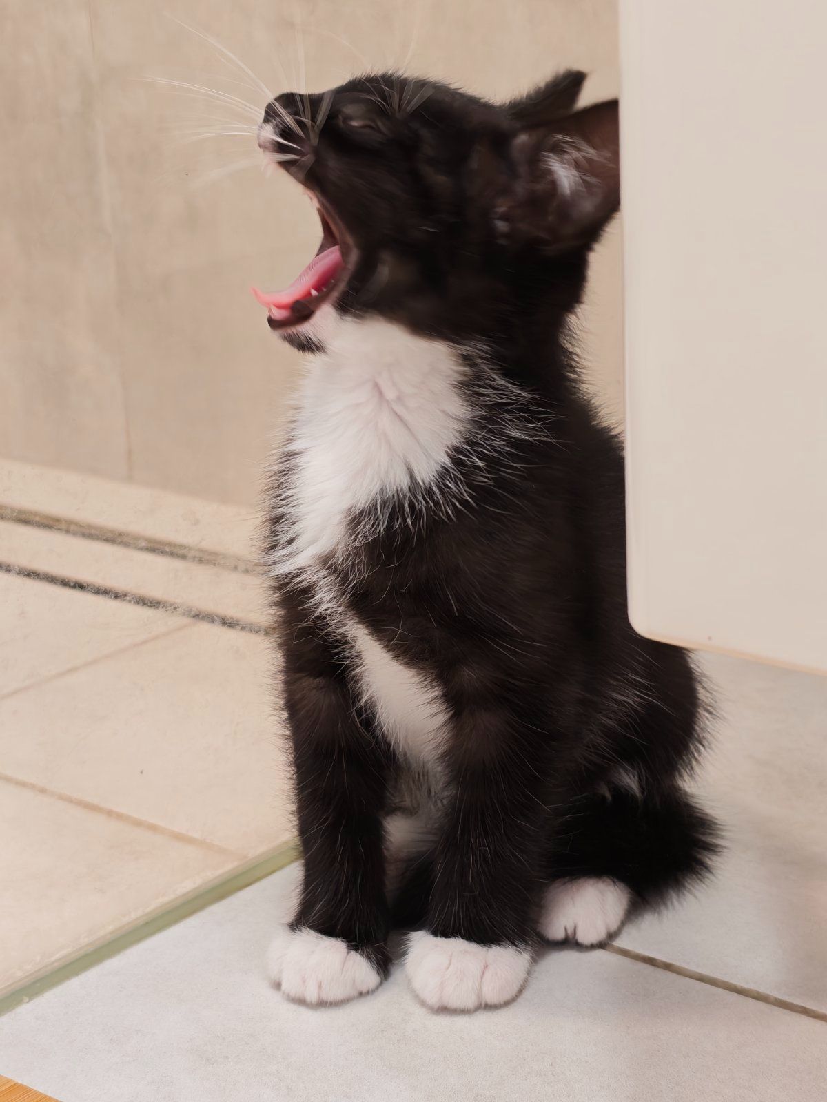 Котуся шукає родину