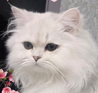 Кицька британська довгошерста срібна шиншила
