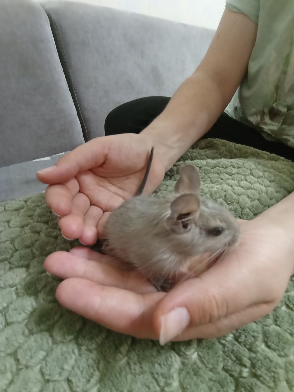 Бельчата дегу