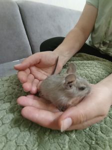 Бельчата дегу