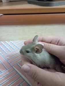 Бельчата дегу
