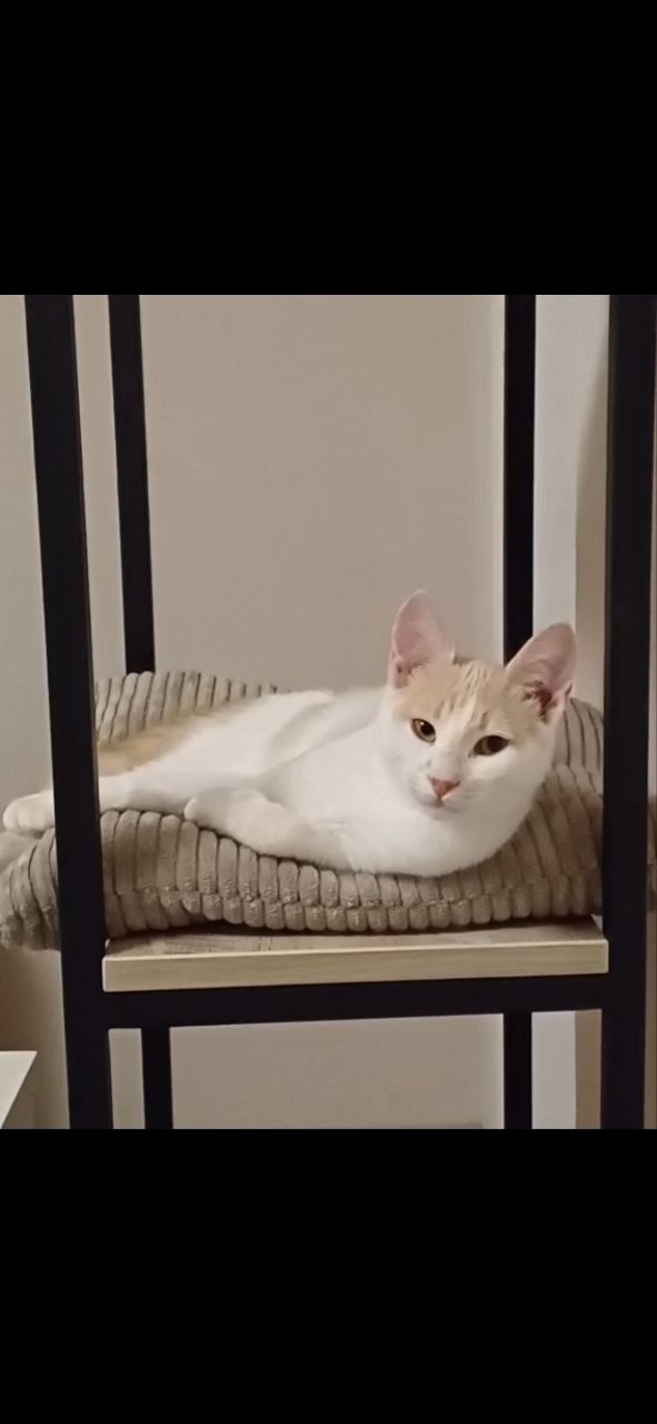 Кошенята хлопці