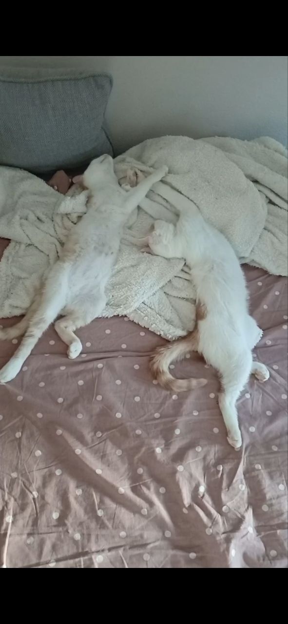 Кошенята хлопці