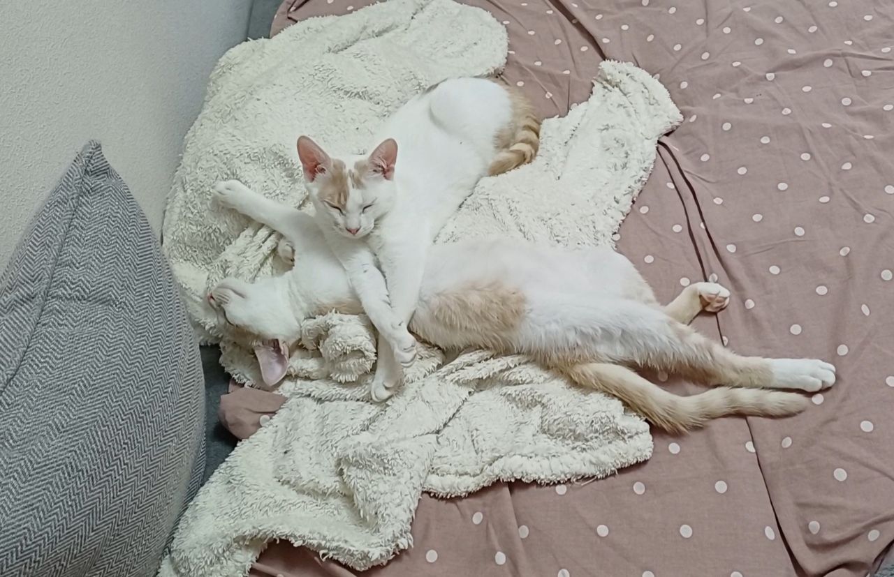 Кошенята хлопці