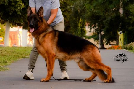 Молододий кобель німецької вівчарки (вʼязка в Німеччині)