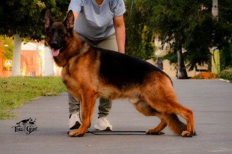 Молододий кобель німецької вівчарки (вʼязка в Німеччині)