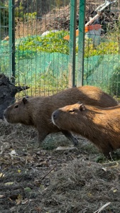2 самця капібари