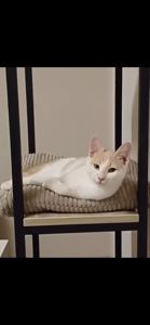 Кошенята хлопці