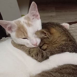 Кошенята хлопці