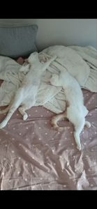 Кошенята хлопці