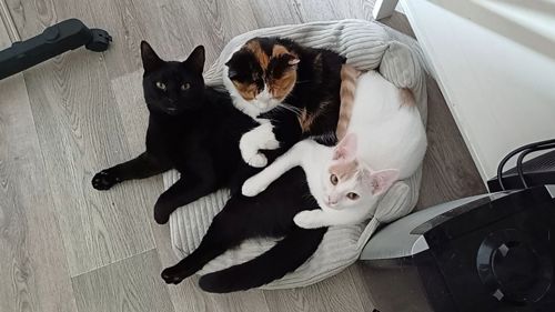 Кошенята хлопці