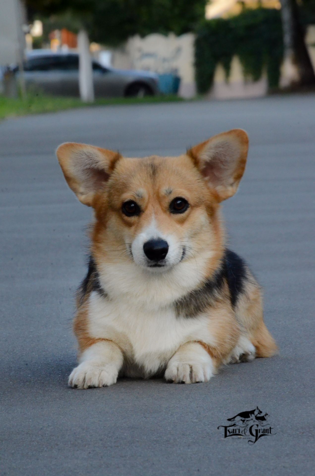 Welsh Corgi Pembroke female