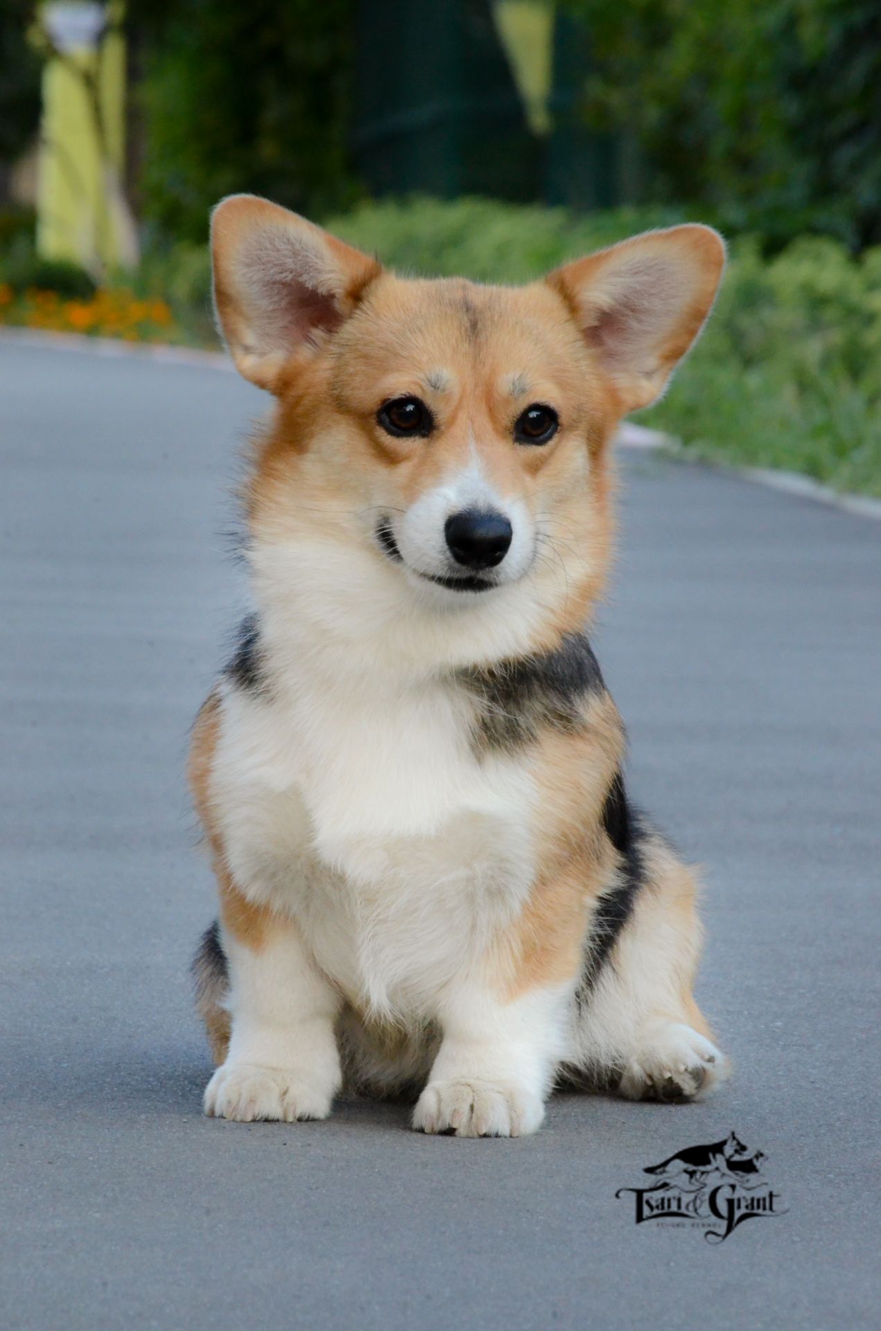 Welsh Corgi Pembroke female