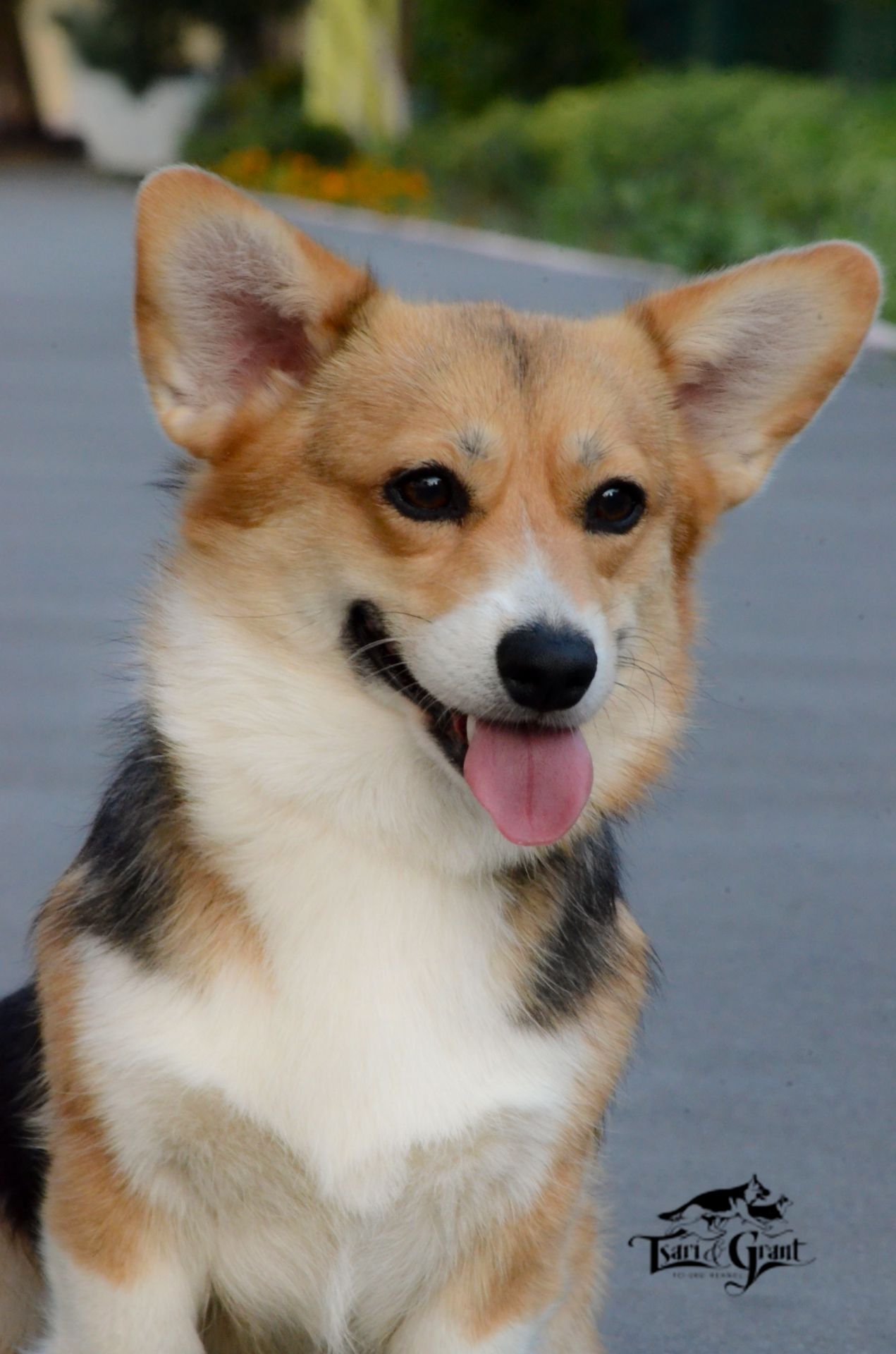 Welsh Corgi Pembroke female