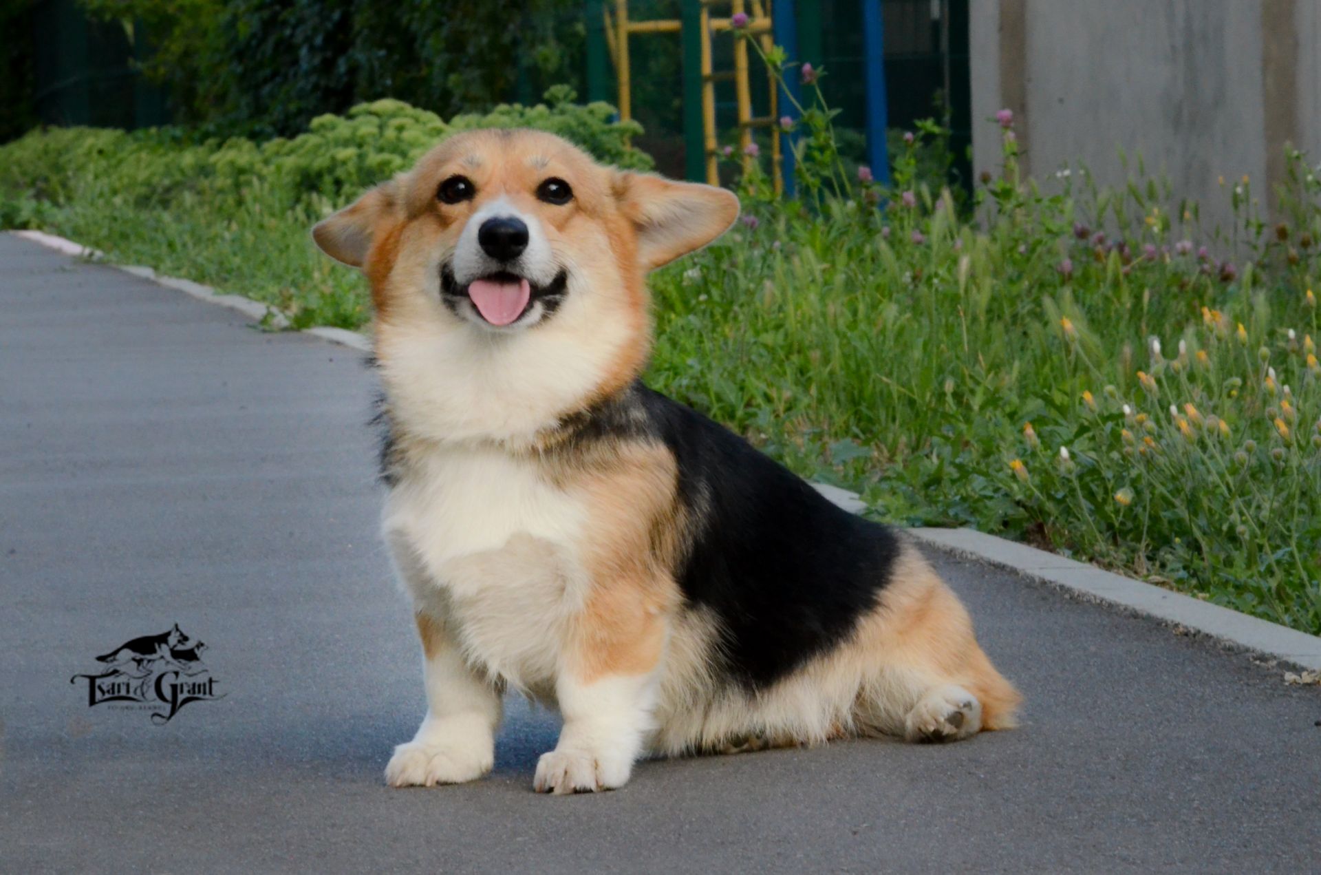 Welsh Corgi Pembroke female