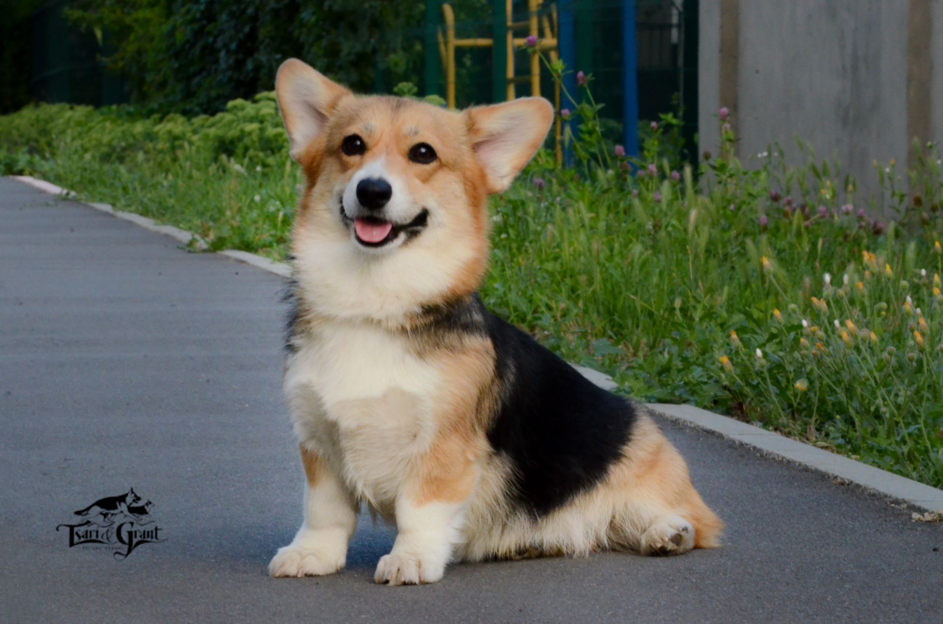 Welsh Corgi Pembroke female