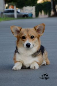 Welsh Corgi Pembroke female