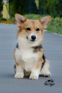 Welsh Corgi Pembroke female