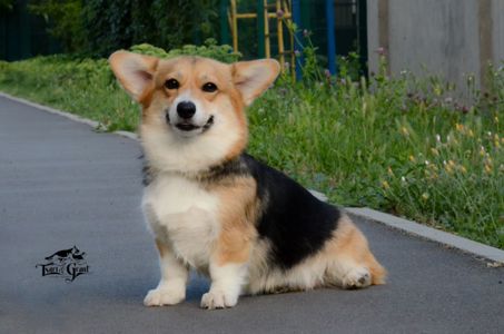 Welsh Corgi Pembroke female