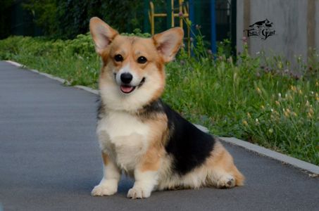 Welsh Corgi Pembroke female
