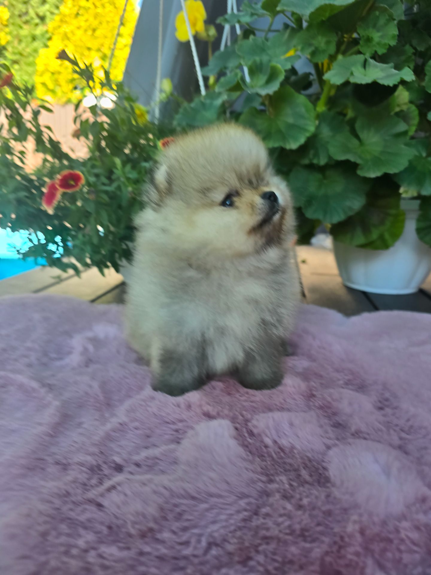 Щенки померанского шпица