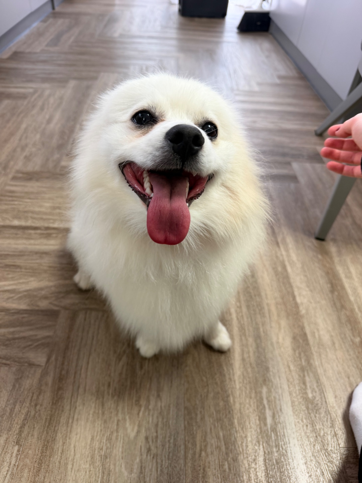 Віддам в добрі руки шпіц Кокос