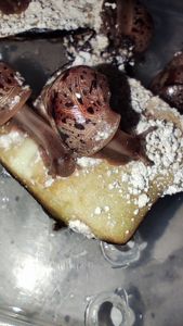 Равлики ахатина ретикулята