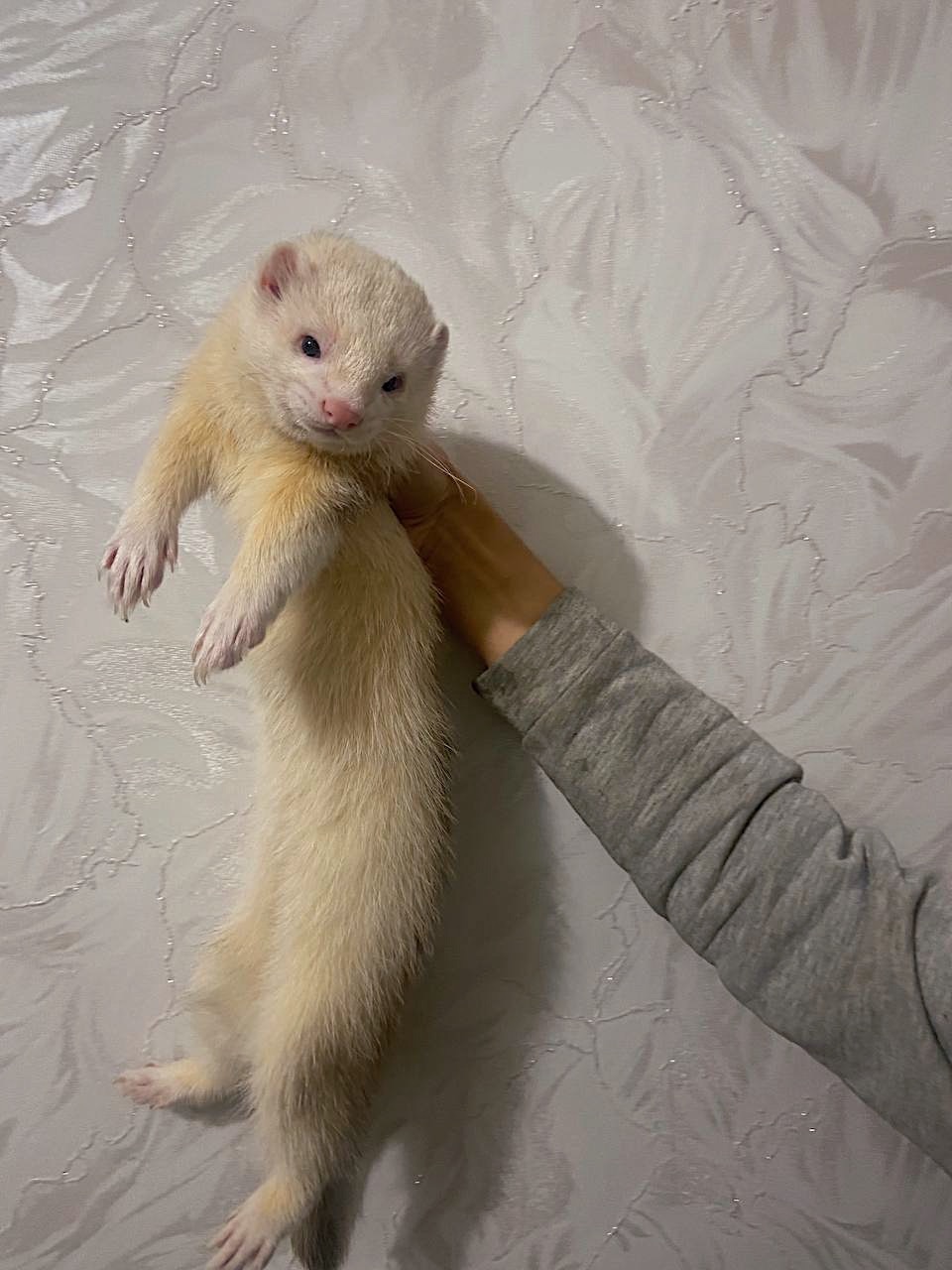 🐾 Фретки, тхорики, цуценята 🐾