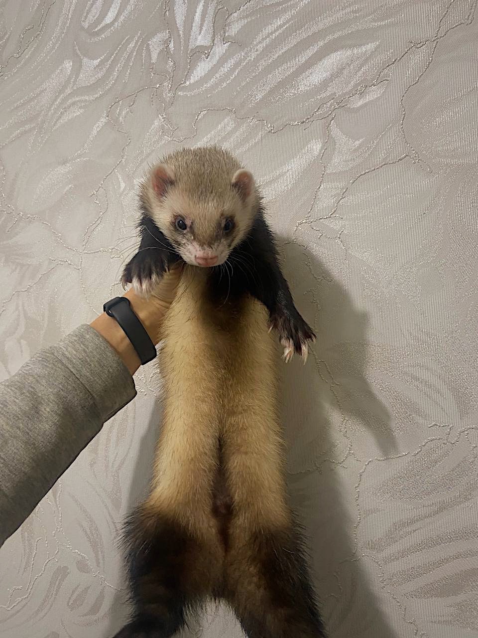 🐾 Фретки, тхорики, цуценята 🐾