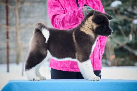 Обирай найкраще! Американська Акіта