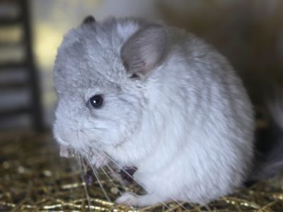 Шиншиллы и Шиншиллята